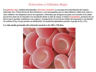 Eritrocitos o Glóbulos Rojos Los  glóbulos rojos , también denominados  eritrocitos o hematíes , se encargan de la distribución del oxígeno molecular (O 2 ). Tienen forma de disco bicóncavo y son tan pequeños que en cada milímetro cúbico hay cuatro a cinco millones. Su citoplasma carece de organelas y ribosomas que desaparecen junto con el núcleo en la célula precursora antes de ser lanzados a la circulación desde su sitio de origen. Contiene  hemoglobina , proteína rica en hierro que le permite combinarse con oxígeno y transportarlo al resto de las células del organismo o con dióxido de carbono (CO 2 ), lo que permite su eliminación.  Su membrana plasmática permite el pasaje de O 2  y CO 2 .   La vida media promedio del eritrocito normal es de 100 a 120 días.   