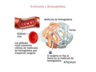Eritrocito y Hemoglobina 