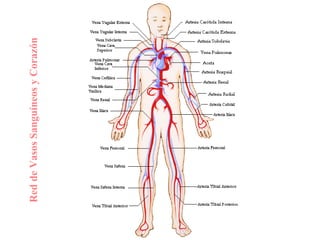 Red de Vasos Sanguíneos y Corazón 