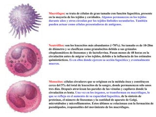 Macrófagos : se trata de células de gran tamaño con función fagocítica, presente en la mayoría de los tejidos y cavidades.  Algunos permanecen en los tejidos durante años y otros circulan por los tejidos linfoides secundarios. También pueden actuar como células presentadoras de antígenos.  Neutrófilos : son los leucocitos más abundantes (>70%). Su tamaño es de 10-20m de diámetro y se clasifican como granulocitos debido a sus gránulos citoplasmáticos de lisosomas y de lactoferrina. Pasan menos de 48 horas en la circulación antes de migrar a los tejidos, debido a la influencia de los estímulos quimiotácticos.  Es en ellos donde ejercen su acción fagocítica y eventualmente mueren. Monocitos:   células circulares que se originan en la médula ósea y constituyen cerca del 5% del total de leucocitos de la sangre, donde permanencen sólo unos tres días. Después atraviesan las paredes de las vénulas y capilares donde la circulación es lenta.  Una vez en los órganos, se transforman en macrófagos, lo que se refleja en el aumento de su capacidad fagocítica,  de la síntesis de proteínas, el número de lisosomas y la cantidad de aparato de Golgi, microtúbulos y microfilamentos. Estos últimos se relacionan con la formación de pseudópodos, responsables del movimiento de los macrófagos.  