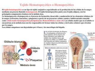 Tejido Hematopoyético o Hemopoyético El  tejido hematopoyético  es un tipo de tejido conjuntivo especializado en la producción de las células de la sangre mediante un proceso llamado  hematopoyesis.  El tejido hematopoyético junto con el tejido adiposo, son los principales componentes tisulares de la médula ósea.  La hematopoyesis o hemopoyesis es el proceso de formación, desarrollo y maduración de los elementos celulares de la sangre (eritrocitos, leucocitos y plaquetas) a partir de un precursor celular común e indiferenciado conocido como  célula madre hematopoyética pluripotencial, Hemocitoblasto o stem cell . Las células madre que en el adulto se encuentran en la médula ósea son las responsables de formar todas las células y derivados celulares que circulan por la sangre. Las células sanguíneas son degradadas por el bazo y los macrófagos del hígado. 