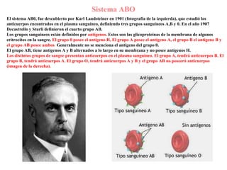 Sistema ABO El sistema AB0, fue descubierto por Karl Landsteiner en 1901 (fotografía de la izquierda), que estudió los anticuerpos encontrados en el plasma sanguíneo, definiendo tres grupos sanguíneos A,B y 0. En el año 1907 Decastrello y Sturli definieron el cuarto grupo AB. Los grupos sanguíneos están definidos por   antígenos.   Estos son las glicoproteínas de la membrana de algunos   eritrocitos en la sangre.   El grupo 0 posee el antígeno H, El grupo A posee el antígeno A, el grupo B el antígeno B y el grupo AB posee ambos .   Generalmente no se menciona el antígeno del grupo 0. El grupo AB, tiene antígenos A y B alternados a lo largo en su membrana y no posee antígenos H. Los distintos grupos de sangre presentan anticuerpos en el plasma sanguíneo. El grupo A, tendrá anticuerpos B. El grupo B, tendrá anticuerpos A. El grupo O, tendrá anticuerpos A y B y el grupo AB no poseerá anticuerpos (imagen de la derecha). 