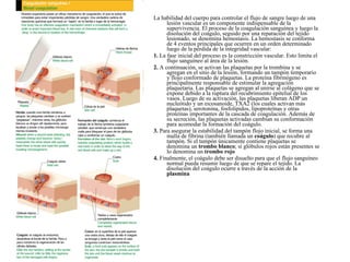 La habilidad del cuerpo para controlar el flujo de sangre luego de una lesión vascular es un componente indispensable de la supervivencia. El proceso de la coagulación sanguínea y luego la disolución del coágulo, seguido por una reparación del tejido lesionado, se denomina hemostasis. La hemostasis se conforma de 4 eventos principales que ocurren en un orden determinado luego de la pérdida de la integridad vascular: 1.  La fase inicial del proceso es la constricción vascular. Esto limita el flujo sanguíneo al área de la lesión.  2.  A continuación, se activan las plaquetas por la trombina y se agregan en el sitio de la lesión, formando un tampón temporario y flojo conformado de plaquetas. La proteína fibrinógeno es principalmente responsable de estimular la agregación plaquetaria. Las plaquetas se agregan al unirse al colágeno que se expone debido a la ruptura del recubrimiento epitelial de los vasos. Luego de su activación, las plaquetas liberan ADP un nucleótido y un eicosanoide, TXA2 (los cuales activan más plaquetas), serotonina, fosfolípidos, lipoproteínas y otras proteínas importantes de la cascada de coagulación. Además de su secreción, las plaquetas activadas cambian su conformación para acomodar la formación del coágulo. 3.  Para asegurar la estabilidad del tampón flojo inicial, se forma una malla de fibrina (también llamada un  coágulo ) que recubre al tampón. Si el tampón únicamente contiene plaquetas se denomina un  trombo blanco ; si glóbulos rojos están presentes se lo denomina un  trombo rojo 4.  Finalmente, el coágulo debe ser disuelto para que el flujo sanguíneo normal pueda resumir luego de que se repare el tejido. La disolución del coágulo ocurre a través de la acción de la  plasmina 