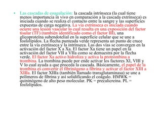 Las cascadas de coagulación:  la cascada intrínseca (la cual tiene menos importancia in vivo en comparación a la cascada extrínseca) es iniciada cuando se realiza el contacto entre la sangre y las superficies expuestas de carga negativa.  La vía extrínseca es iniciada cuando ocurre una lesión vascular lo cual resulta en una exposición del factor tisular (TF) (también identificado como el factor III),  una glicoproteína subendotelial en la superficie celular que se une a fosfolípidos. La flecha punteada verde representa un punto de cruce entre la vía extrínseca y la intrínseca. Las dos vías se convergen en la activación del factor X a Xa. El factor Xa tiene un papel en la activación del factor VII a VIIa como se demuestra por la flecha verde.  El factor Xa activo hidroliza y activa la protrombina a trombina.  La trombina puede por ende activar los factores XI, VIII y V lo cual ayuda a que proceda la cascada. Básicamente,  el papel de la trombina es convertir el fibrinógeno a fibrina y activar el factor XIII a XIIIa.  El factor XIIIa (también llamado transglutaminasa) se une a polímeros de fibrina y así solidificando el coágulo. HMWK = quininógeno de alto peso molecular. PK = precalicreina. PL = fosfolípidos.  