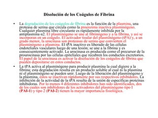 Disolución de los Coágulos de Fibrina La  degradación de los coágulos de fibrina  es la función de la  plasmina , una proteasa de serina que circula como la  proenzima inactiva plasminógeno . Cualquier plasmina libre circulante es rápidamente inhibida por la antiplasmina α2.  El plasminógeno se une al fibrinógeno y a la fibrina, y así se incorporan en un coágulo.   El activador tisular del plasminógeno (tPA) y, a un grado menor, la urocinasa son proteasas de serina que convierten el plasminógeno a plasmina.  El tPA inactivo es liberado de las células endoteliales vasculares luego de una lesión; se une a la fibrina y es consecuentemente activado. La urocinasa es producida como el precursor de la prourocinasa por las células epiteliales que recubren los conductos excretorios.  El papel de la urocinasa es activar la disolución de los coágulos de fibrina que pueden depositarse en estos conductos. La tPA activa al plasminógeno para producir plasmina la cual digiere a la fibrina; esta degradación resulta en un producto soluble al cual ni la plasmina ni el plasminógeno se pueden unir. Luego de la liberación del plasminógeno y la plasmina,  éstos se inactivan rápidamente por sus respectivos inhibidores . La inhibición de la actividad de la tPA resulta de la unión de específicas proteínas inhibidoras.  Por lo menos 4 diferentes inhibidores han sido identificados, dos de los cuales son inhibidores de los activadores del plasminógeno tipo I ( PAI-1 ) y tipo 2 ( PAI-2 ) tienen la mayor importancia fisiológica. 
