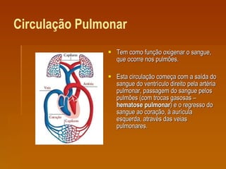Circulação Pulmonar Tem como função oxigenar o sangue, que ocorre nos pulmões.  Esta circulação começa com a saída do sangue do ventrículo direito pela artéria pulmonar, passagem do sangue pelos pulmões (com trocas gasosas –  hematose pulmonar ) e o regresso do sangue ao coração, à aurícula esquerda, através das veias pulmonares. 