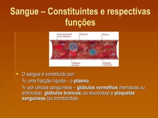 Sangue – Constituintes e respectivas funções O sangue é constituído por:    uma fracção líquida – o  plasma    por células sanguíneas –  glóbulos vermelhos  (hemácias ou eritrócitos),  glóbulos brancos ( ou leucócitos) e  plaquetas sanguíneas  (ou trombócitos).  