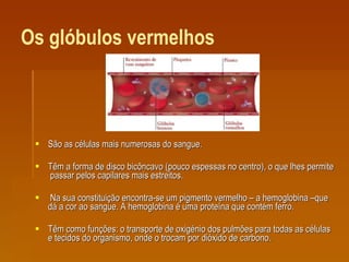 Os glóbulos vermelhos   São as células mais numerosas do sangue.  Têm a forma de disco bicôncavo (pouco espessas no centro), o que lhes permite  passar pelos capilares mais estreitos. Na sua constituição encontra-se um pigmento vermelho – a hemoglobina –que dá a cor ao sangue. A hemoglobina é uma proteína que contém ferro.  Têm como funções: o transporte de oxigénio dos pulmões para todas as células e tecidos do organismo, onde o trocam por dióxido de carbono. 