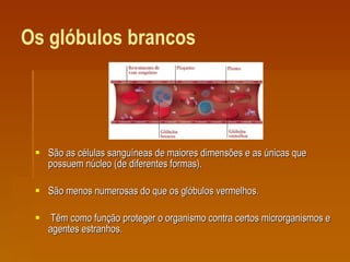 Os glóbulos brancos   São as células sanguíneas de maiores dimensões e as únicas que possuem núcleo (de diferentes formas).  São menos numerosas do que os glóbulos vermelhos. Têm como função proteger o organismo contra certos microrganismos e agentes estranhos.  