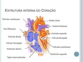 ESTRUTURA INTERNA DO CORAÇÃO

Válvulas semilunares
                              Artéria Aorta

                                  Artéria Pulmonar
 Veia Pulmonar

                                 Aurícula esquerda
      Aurícula direita
                                 Válvula bicúspide

    Válvula Tricúspide
                                  Válvulas semilunares
     Ventrículo direito

                               Ventrículo esquerdo
     Septo interventricular
 