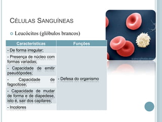 CÉLULAS SANGUÍNEAS
    Leucócitos (glóbulos brancos)
     Características               Funções
- De forma irregular;
- Presença de núcleo com
formas variadas;
- Capacidade de emitir
pseudópodes;
-     Capacidade        de - Defesa do organismo
fagocitose;
- Capacidade de mudar
de forma e de diapedese,
isto é, sair dos capilares;
- Incolores
 