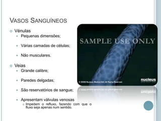 Células sanguíneas ou elementos figurados do sangue (±45%); células em suspensão.Células SanguíneasEritrócitos (hemácias ou glóbulos vermelhos)