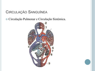 Processo designado de hematopoiese.