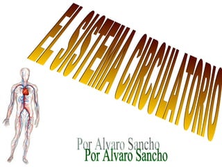 EL SISTEMA CIRCULATORIO Por Alvaro Sancho 