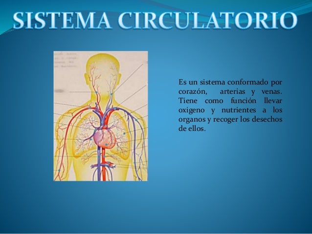 Sistema circulatorio