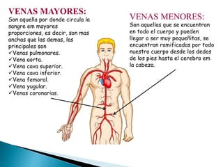 VENAS MAYORES:
Son aquella por donde circula la
sangre em mayores
proporciones, es decir, son mas
anchas que las demas, las
principales son
Venas pulmonares.
Vena aorta.
Vena cava superior.
Vena cava inferior.
Vena femoral.
Vena yugular.
Venas coronarias.
VENAS MENORES:
Son aquellas que se encuentran
en todo el cuerpo y pueden
llegar a ser muy pequeñitas, se
encuentran ramificadas por todo
nuestro cuerpo desde los dedos
de los pies hasta el cerebro em
la cabeza.
 