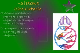 -Sistema Circulatorio. ,[object Object]