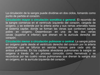 La circulación de la sangre puede dividirse en dos ciclos, tomando como punto de partida el corazón.Circulación mayor o circulación somática o general. El recorrido de la sangre comienza en el ventrículo izquierdo del corazón, cargada de oxígeno, y se extiende por la arteria aorta y sus ramas arteriales hasta el sistema capilar, donde se forman las venas que contienen sangre pobre en oxígeno. Desembocan en una de las dos venas cavas (superior e inferior) que drenan en la aurícula derecha del corazón.Circulación menor o circulación pulmonar o central. La sangre pobre en oxígeno parte desde el ventrículo derecho del corazón por la arteria pulmonar que se bifurca en sendos troncos para cada uno de ambos pulmones. En los capilares alveolares pulmonares la sangre se oxigena a través de un proceso conocido como hematosis y se reconduce por las cuatro venas pulmonares que drenan la sangre rica en oxígeno, en la aurícula izquierda del corazón.