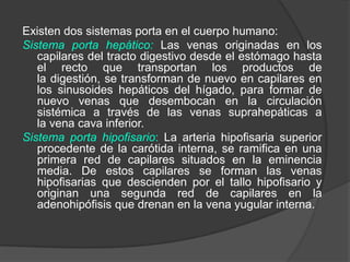 Existen dos sistemas porta en el cuerpo humano:Sistema porta hepático: Las venas originadas en los capilares del tracto digestivo desde el estómago hasta el recto que transportan los productos de la digestión, se transforman de nuevo en capilares en los sinusoides hepáticos del hígado, para formar de nuevo venas que desembocan en la circulación sistémica a través de las venas suprahepáticas a la vena cava inferior.Sistema porta hipofisario: La arteria hipofisaria superior procedente de la carótida interna, se ramifica en una primera red de capilares situados en la eminencia media. De estos capilares se forman las venas hipofisarias que descienden por el tallo hipofisario y originan una segunda red de capilares en la adenohipófisis que drenan en la vena yugular interna.