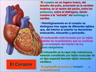 El Corazón El  corazón  es un órgano hueco, del tamaño del puño, encerrado en la cavidad torácica, en el centro del pecho, entre los  pulmones , sobre el diafragma, dando nombre a la "entrada" del  estómago  o cardias.    Histológicamente en el corazón se distinguen tres capas de diferentes tejidos que, del interior al exterior se denominan endocardio, miocardio y pericardio.   El endocardio está formado por un tejido epitelial de revestimiento que se continúa con el endotelio del interior de los  vasos sanguíneos .   El miocardio es la capa más voluminosa, estando constituido por tejido muscular de un tipo especial llamado tejido muscular cardíaco.   El pericardio envuelve al  corazón  completamente.   