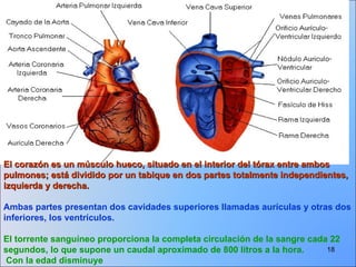 El corazón es un músculo hueco, situado en el interior del tórax entre ambos pulmones; está dividido por un tabique en dos partes totalmente independientes, izquierda y derecha.   Ambas partes presentan dos cavidades superiores llamadas aurículas y otras dos inferiores, los ventrículos. El torrente sanguíneo proporciona la completa circulación de la sangre cada 22 segundos, lo que supone un caudal aproximado de 800 litros a la hora. Con la edad disminuye 