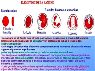 La sangre es el fluido que circula por todo el organismo a través del sistema circulatorio, formado por el  corazón  y un sistema de tubos o vasos, los  vasos sanguíneos . La sangre describe dos circuitos complementarios llamados circulación mayor o general y menor o pulmonar...  pulsa aquí para más información, con interesantes animaciones La  sangre es un tejido líquido, compuesto por  agua  y sustancias orgánicas e inorgánicas ( sales minerales ) disueltas, que forman el  plasma sanguíneo  y tres tipos de elementos formes o células sanguíneas: glóbulos rojos, glóbulos blancos y plaquetas . Una gota de sangre contiene aproximadamente unos 5 millones de glóbulos rojos, de 5.000 a 10.000 glóbulos blancos y alrededor de 250.000 plaquetas. 