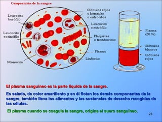 El plasma sanguíneo es la parte líquida de la sangre.   Es salado, de color amarillento y en él flotan los demás componentes de la sangre, también lleva los alimentos y las sustancias de desecho recogidas de las células. El plasma cuando se coagula la sangre, origina el suero sanguíneo.   