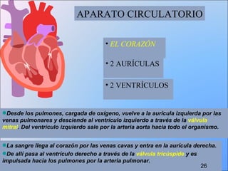 APARATO CIRCULATORIO La sangre llega al corazón por las venas cavas y entra en la aurícula derecha.  De allí pasa al ventrículo derecho a través de la  válvula tricúspide  y es impulsada hacia los pulmones por la arteria pulmonar.  Desde los pulmones, cargada de oxígeno, vuelve a la aurícula izquierda por las venas pulmonares y desciende al ventrículo izquierdo a través de la  válvula mitral . Del ventrículo izquierdo sale por la arteria aorta hacia todo el organismo.  EL CORAZÓN 2 AURÍCULAS  2 VENTRÍCULOS 26 