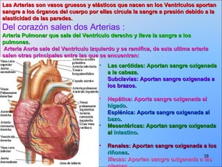 Las carótidas: Aportan sangre oxigenada a la cabeza. Subclavias: Aportan sangre oxigenada a los brazos. Hepática: Aporta sangre oxigenada al  hígado . Esplénica: Aporta sangre oxigenada al  bazo . Mesentéricas: Aportan sangre oxigenada al  intestino . Renales: Aportan sangre oxigenada a los  riñones . Ilíacas: Aportan sangre oxigenada a las piernas. Las Arterias son vasos gruesos y elásticos que nacen en los Ventrículos aportan sangre a los órganos del cuerpo por ellas circula la sangre a presión debido a la elasticidad de las paredes. Del corazón salen dos Arterias :  Arteria Pulmonar que sale del Ventrículo derecho y lleva la sangre a los pulmones. Arteria Aorta sale del Ventrículo izquierdo y se ramifica, de esta ultima arteria salen otras principales entre las que se encuentran: 