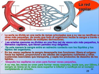 La aorta se divide en una serie de ramas principales que a su vez se ramifican en otras más pequeñas, de modo que todo el organismo recibe la sangre a través de un proceso complicado de múltiples derivaciones. Las arterias menores se dividen en una fina red de vasos aún más pequeños, los llamados capilares, que tienen paredes muy delgadas. De esta manera la sangre entra en estrecho contacto con los líquidos y los tejidos del organismo.   En los vasos capilares la sangre desempeña tres funciones: libera el oxígeno hacia los tejidos, proporciona a las células del organismo nutrientes y otras sustancias esenciales que transporta, y capta los productos de desecho de los tejidos. Después los capilares se unen para formar venas pequeñas.  A su vez, las venas se unen para formar venas mayores, hasta que, por último, la sangre se reúne en la vena cava superior e inferior y confluye en el corazón completando el circuito. La red capilar 28 