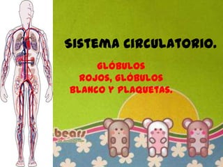 Sistema Circulatorio. Glóbulos rojos, Glóbulos blanco y Plaquetas. 