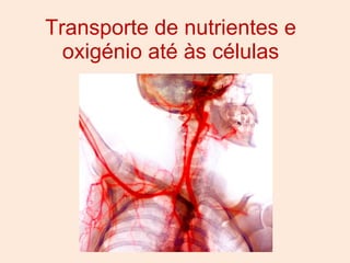 Transporte de nutrientes e oxigénio até às células 