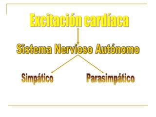 Excitación cardíaca Sistema Nervioso Autónomo Simpático Parasimpático  