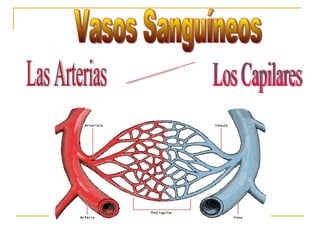 Las Arterias  Vasos Sanguíneos  Los Capilares Las Venas 