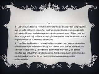 Los Glóbulos Rojos o Hematies tienen forma de discos y son tan pequeños que en cada milímetro cúbico hay cuatro a cinco millones, miden unas siete micras de diámetro, no tienen núcleo por eso se consideran células muertas, tiene un pigmento rojizo llamado hemoglobina que les sirve para transportar el oxigeno desde los pulmones a las células.Los Glóbulos Blancos o Leucocitos Son mayores pero menos numerosos (unos siete mil por milímetro cúbico), son células vivas que se trasladan, se salen de los capilares y se dedican a destruir los microbios y las células muertas que encuentran por el organismo. También producen antitoxinas que neutralizan los venenos de los microorganismos que producen las enfermedades.