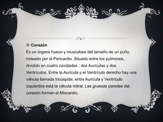 CorazónEs un órgano hueco y musculoso del tamaño de un puño, rodeado por el Pericardio. Situado entre los pulmones, dividido en cuatro cavidades : dos Aurículas y dos Ventrículos. Entre la Aurícula y el Ventrículo derecho hay una válvula llamada tricúspide, entre Aurícula y Ventrículo izquierdos está la válvula mitral. Las gruesas paredes del corazón forman el Miocardio.