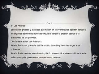 Las Arterias Son vasos gruesos y elásticos que nacen en los Ventrículos aportan sangre a los órganos del cuerpo por ellas circula la sangre a presión debido a la elasticidad de las paredes.Del corazón salen dos Arterias :Arteria Pulmonar que sale del Ventrículo derecho y lleva la sangre a los pulmones.Arteria Aorta sale del Ventrículo izquierdo y se ramifica, de esta ultima arteria salen otras principales entre las que se encuentran: