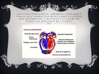 Los Vasos sanguíneos (arterias, capilares y venas) son conductos musculares elásticos que distribuyen y recogen la sangre de todos los rincones del cuerpo.
