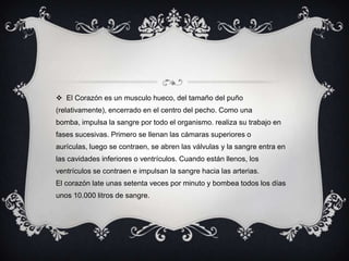 El Corazón es un musculo hueco, del tamaño del puño (relativamente), encerrado en el centro del pecho. Como una bomba, impulsa la sangre por todo el organismo. realiza su trabajo en fases sucesivas. Primero se llenan las cámaras superiores o aurículas, luego se contraen, se abren las válvulas y la sangre entra en las cavidades inferiores o ventrículos. Cuando están llenos, los ventrículos se contraen e impulsan la sangre hacia las arterias. El corazón late unas setenta veces por minuto y bombea todos los días unos 10.000 litros de sangre.