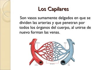 Los Capilares Son vasos sumamente delgados en que se dividen las arterias y que penetran por todos los órganos del cuerpo, al unirse de nuevo forman las venas.  