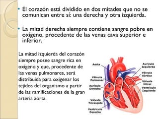 El corazón está dividido en dos mitades que no se comunican entre sí: una derecha y otra izquierda.  La mitad derecha siempre contiene sangre pobre en oxígeno, procedente de las venas cava superior e inferior. La mitad izquierda del corazón siempre posee sangre rica en oxígeno y que, procedente de las venas pulmonares, será distribuida para oxigenar los tejidos del organismo a partir de las ramificaciones de la gran arteria aorta.  