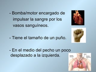 - Bomba/motor encargado de
  impulsar la sangre por los
  vasos sanguíneos.

- Tiene el tamaño de un puño.

- En el medio del pecho un poco
 desplazado a la izquierda.
 