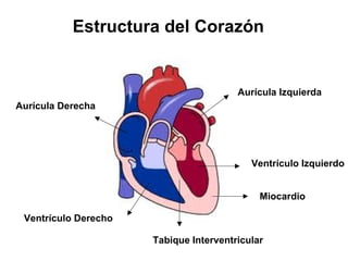 Estructura del Corazón


                                        Aurícula Izquierda
Aurícula Derecha




                                           Ventrículo Izquierdo


                                             Miocardio

 Ventrículo Derecho

                      Tabique Interventricular
 