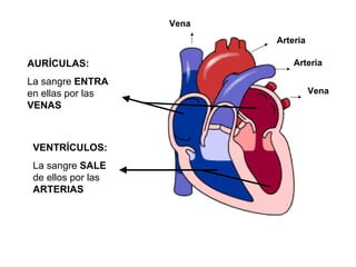 Vena
                           Arteria

AURÍCULAS:                     Arteria

La sangre ENTRA
en ellas por las                     Vena
VENAS



 VENTRÍCULOS:
 La sangre SALE
 de ellos por las
 ARTERIAS
 