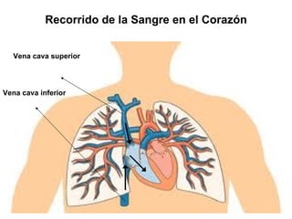 Recorrido de la Sangre en el Corazón


  Vena cava superior




Vena cava inferior
 