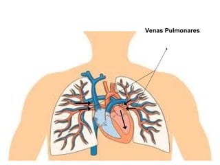 Venas Pulmonares
 