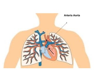 Arteria Aorta
 