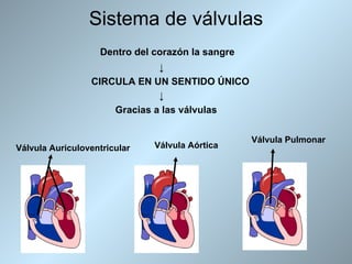 Sistema de válvulas
                   Dentro del corazón la sangre
                              ↓
                 CIRCULA EN UN SENTIDO ÚNICO
                              ↓
                     Gracias a las válvulas


                                                  Válvula Pulmonar
Válvula Auriculoventricular   Válvula Aórtica
 