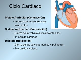 Ciclo Cardiaco

Sístole Auricular (Contracción)
      - Impulso de la sangre a los
        ventrículos
Sístole Ventricular (Contracción)
      - Cierre de la válvula auriculoventricular.
      - 1er sonido cardiaco
Diástole (Relajación)
      - Cierre de las válvulas aórtica y pulmonar.
      - 2do sonido cardiaco
 