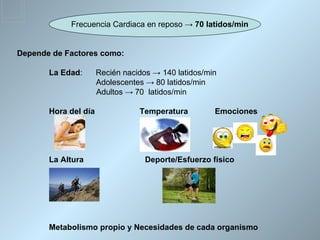 Frecuencia Cardiaca en reposo → 70 latidos/min


Depende de Factores como:

       La Edad:       Recién nacidos → 140 latidos/min
                      Adolescentes → 80 latidos/min
                      Adultos → 70 latidos/min

       Hora del día              Temperatura         Emociones




       La Altura                   Deporte/Esfuerzo físico




       Metabolismo propio y Necesidades de cada organismo
 